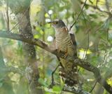 Piet-my-vrou / Red-chested Cuckoo