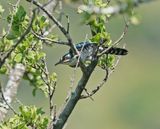 Diederikkie / Diederik Cuckoo