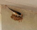 Grootstreepswael / Greater Striped Swallow