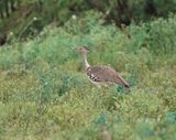 Gompou / Kori Bustard