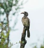 Grysneushoringvoël / African Grey Hornbill