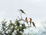 Europese Byvreter / European Bee-eater