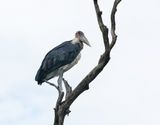Maraboe / Marabou Stork