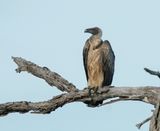 Witrugaasvoël / White-backed Vulture