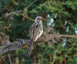 Rooibekneushoringvoël / Southern Red-billed Hornbill