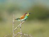 Europese Byvreter / European Bee-eater