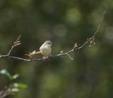 Vleitinktinkie / Levaillants Cisticola
