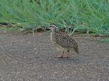Bospatrys / Crested Francolin