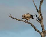Witrugaasvoël / White-backed Vulture