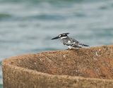 Bontvisvanger / Pied Kingfisher