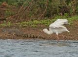 Lepelaar / African Spoonbill