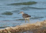 Bosruiter / Wood Sandpiper