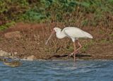Lepelaar / African Spoonbill