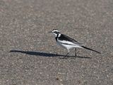 Bontkwikkie / African Pied Wagtail