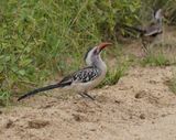 Rooibekneushoringvoël / Southern Red-billed Hornbill