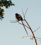Langstertlaksman / Magpie Shrike