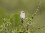Gryslaksman / Lesser Grey Shrike