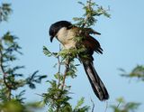 Gewone Vleiloerie / Burchells Coucal
