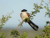 Gewone Vleiloerie / Burchells Coucal
