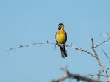 Rooirugstreepkoppie / Golden-breasted Bunting