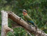Roodkeelbyvreter / White-fronted Bee-eater
