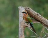 Roodkeelbyvreter / White-fronted Bee-eater