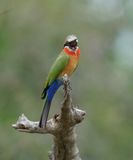 Roodkeelbyvreter / White-fronted Bee-eater