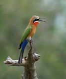 Roodkeelbyvreter / White-fronted Bee-eater