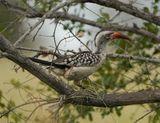 Rooibekneushoringvoël / Southern Red-billed Hornbill