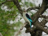 Bosveldvisvanger / Woodland Kingfisher