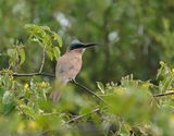 Rooiborsbyvreter / Southern Carmine Bee-eater