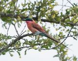 Rooiborsbyvreter / Southern Carmine Bee-eater