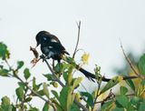 Langstertlaksman / Magpie Shrike