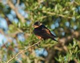 Rooiborsswael / Red-breasted Swallow