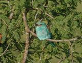 Europese Troupant / European Roller
