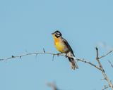 Rooirugstreepkoppie / Golden-breasted Bunting