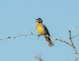 Rooirugstreepkoppie / Golden-breasted Bunting