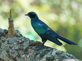 Grootglansspreeu / Burchells Starling