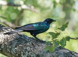 Grootglansspreeu / Burchells Starling