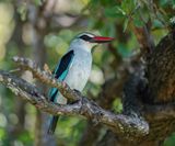Bosveldvisvanger / Woodland Kingfisher