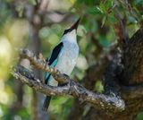 Bosveldvisvanger / Woodland Kingfisher