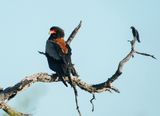 Berghaan / Bateleur