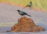 Grootglansspreeu / Burchells Starling