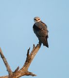 Blouvalk / Black-winged Kite