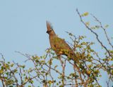 Kwevoël / Grey Go-away-bird