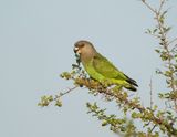 Savannepapegaai / Brown-headed Parrot