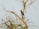 Gestreepte Nuwejaarsvoël / Levaillants Cuckoo
