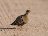 Dubbelband-sandpatrys / Double-banded Sandgrouse