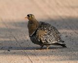 Dubbelband-sandpatrys / Double-banded Sandgrouse
