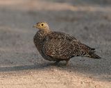 Dubbelband-sandpatrys / Double-banded Sandgrouse